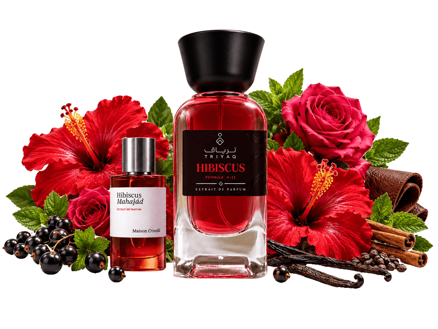HIBISCUS